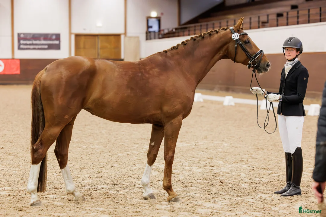 Avelshästar hästar till salu: Dressyrsto till avel - Annons 2