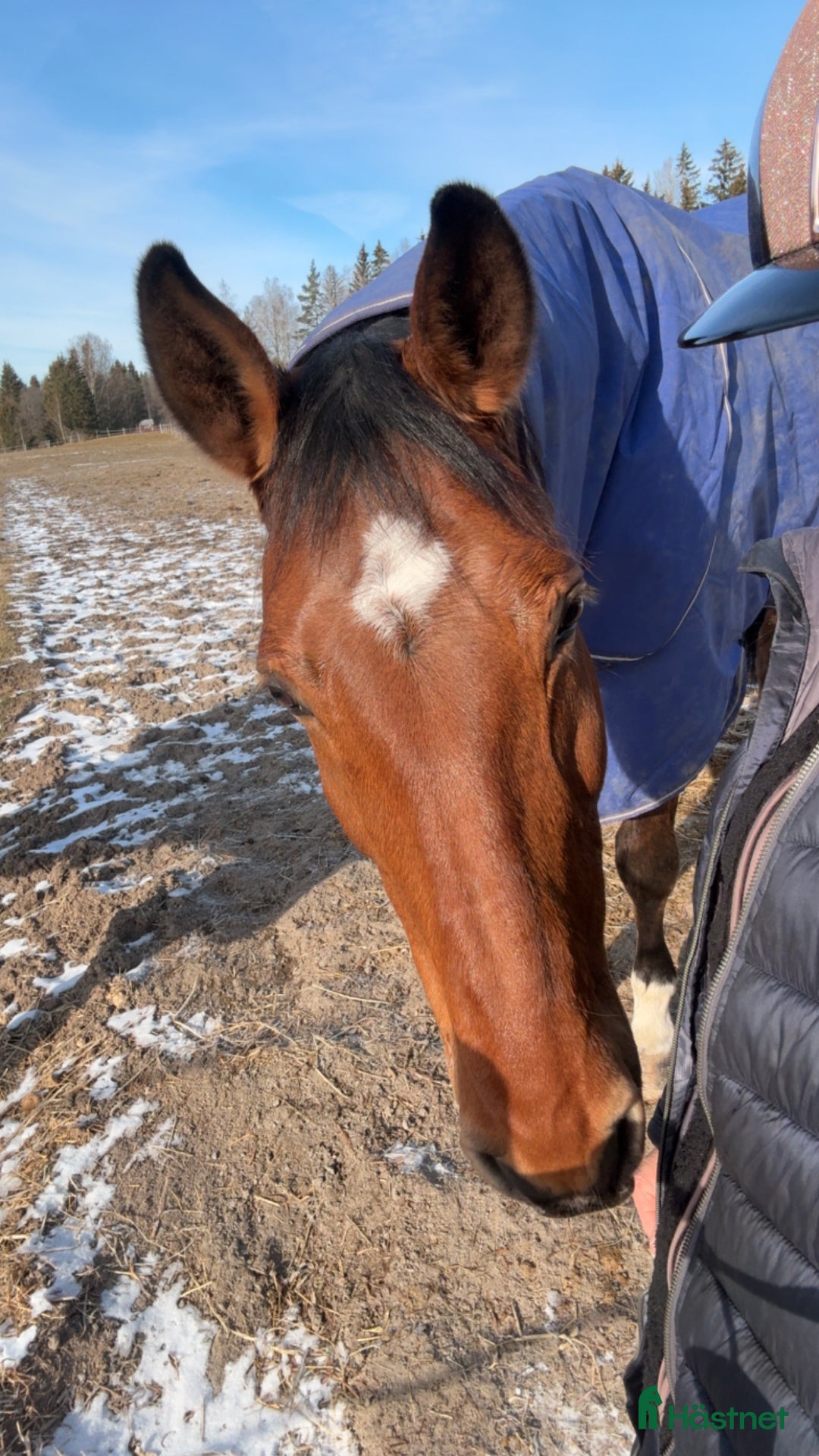 Allround hästar till salu: Världens snällaste läromästare (SWB) i Åmål - Annons 7