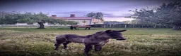 Island hästar till salu: Piggt och framåt hingstföl beräknad BLUP 107,5 - Annons 7