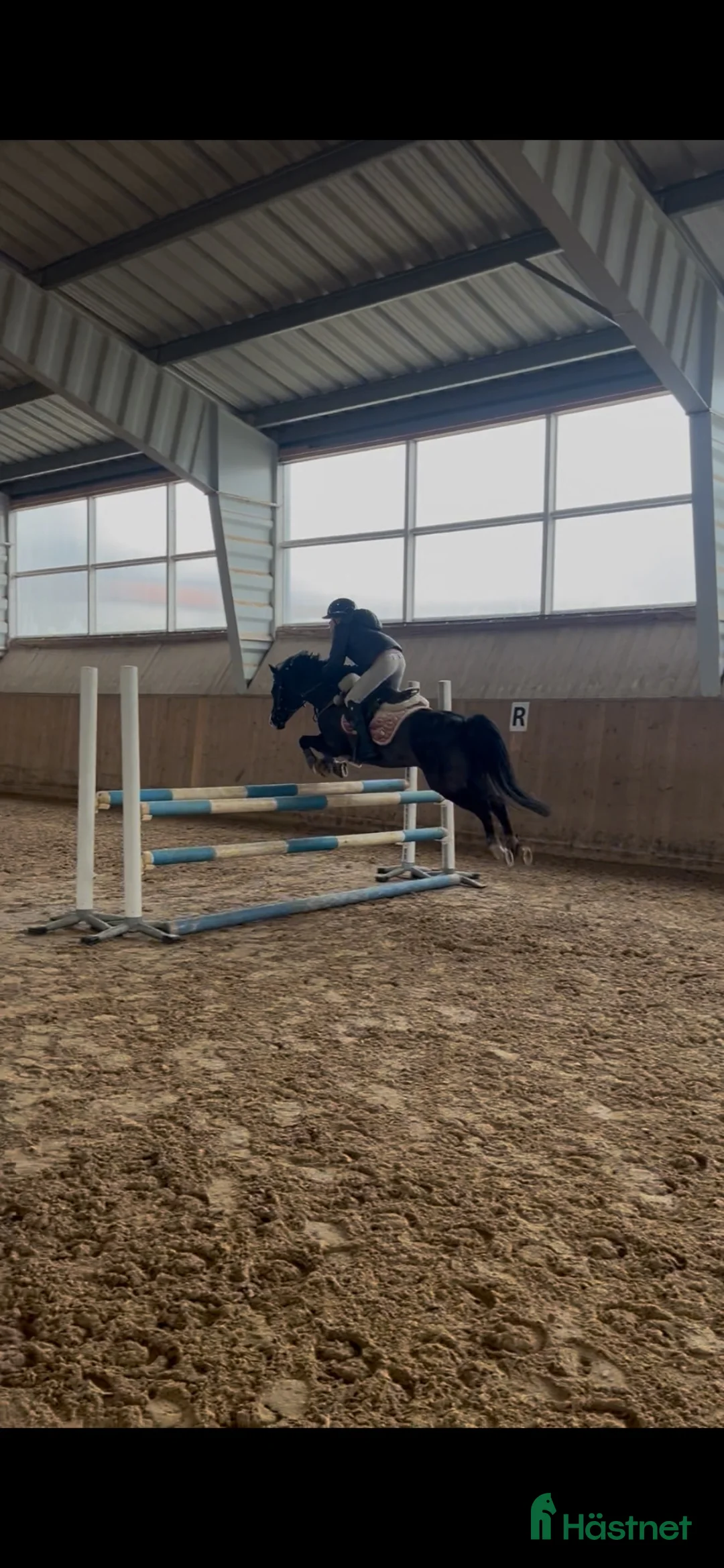 Hoppning hästar till salu: Världens bästa Nora 🖤 - Annons 6