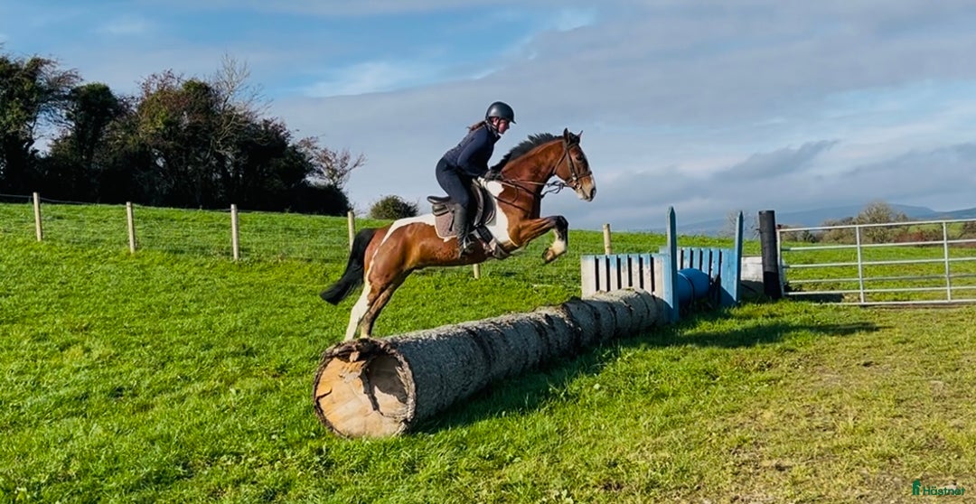 Allround hästar till salu: Allrounder ponies i Ljungby - Annons 15