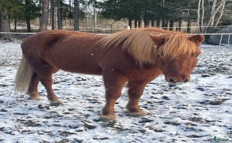  hästar Islandshäst  i Brunflo - Annons 3