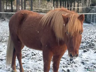 hästar Islandshäst i Brunflo - Annons 17