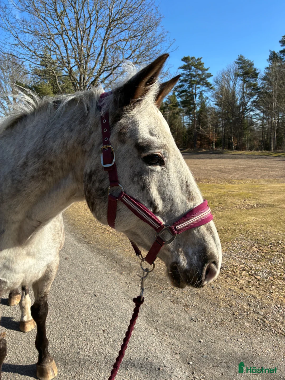 Övrigt hästar till salu: Appaloosa - Annons 2