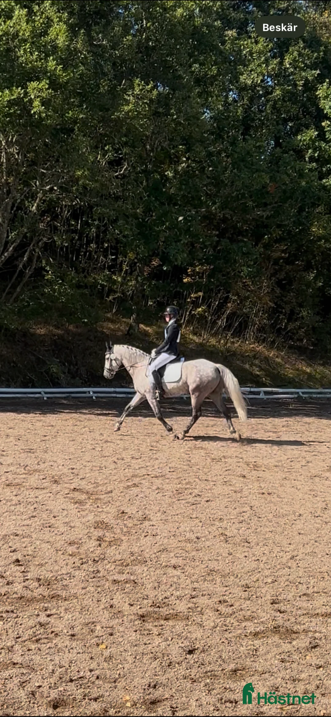 Allround hästar till salu: Drömponny inom valfri gren - Annons 2
