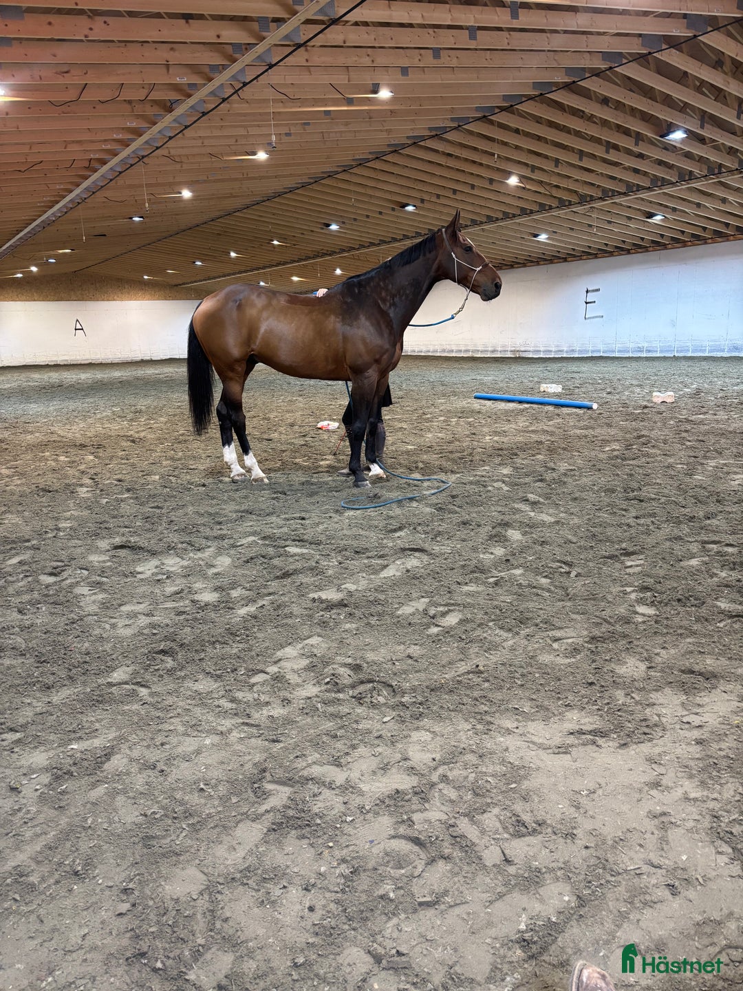Hoppning hästar till salu: Magisk sprang hest, junior/youngrider i Aksdal - Annons 5