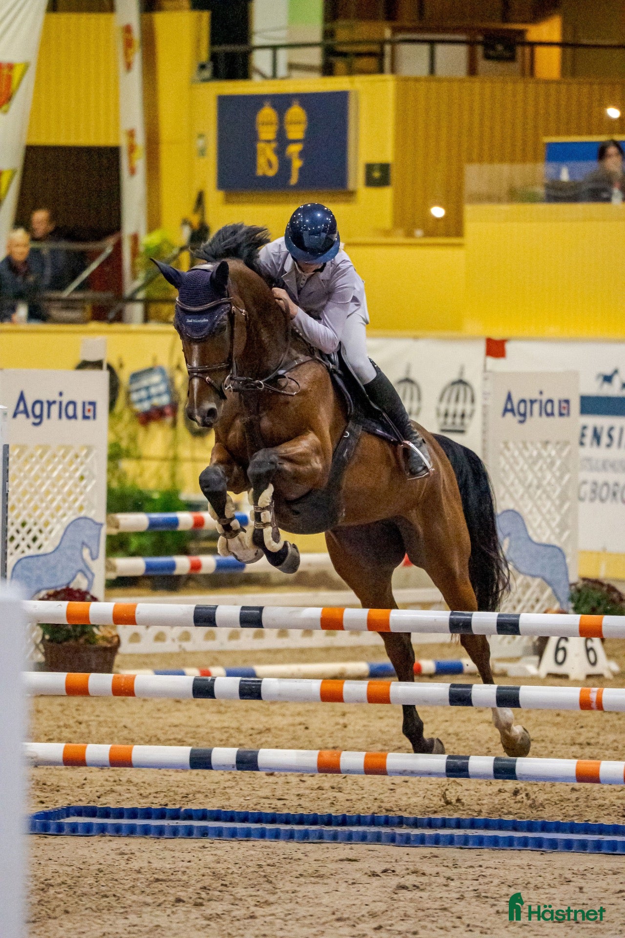  hästar Framtidshäst e: All Star 5 - Annons 18