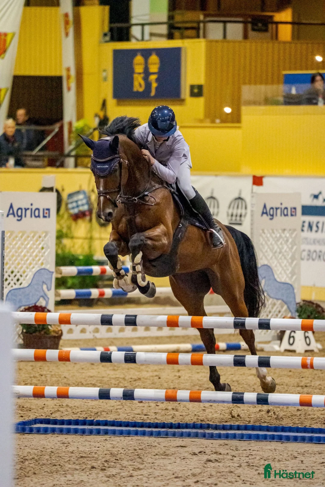 Hoppning hästar till salu: Framtidshäst e: All Star 5 - Annons 1
