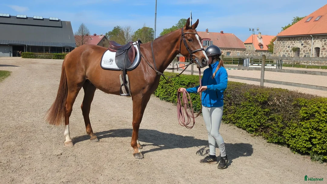 Hoppning hästar till salu: Storhoppande 3-åring  - Annons 2