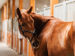hästar Stunning mare for showjumping/ dressage/hobby i Ekerö - Annons 4