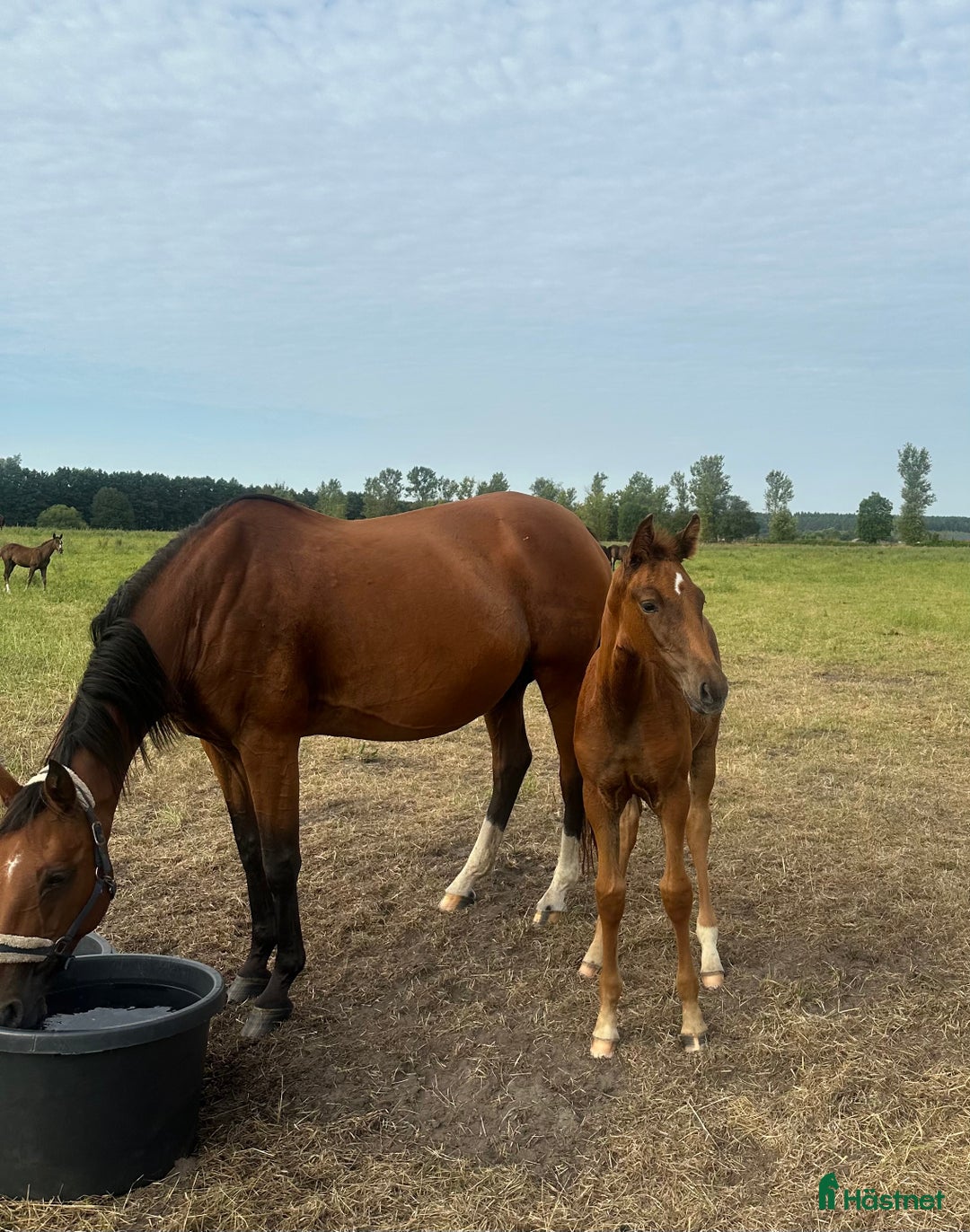 Dressyr hästar till salu: Toppstammat stoföl  - Annons 4