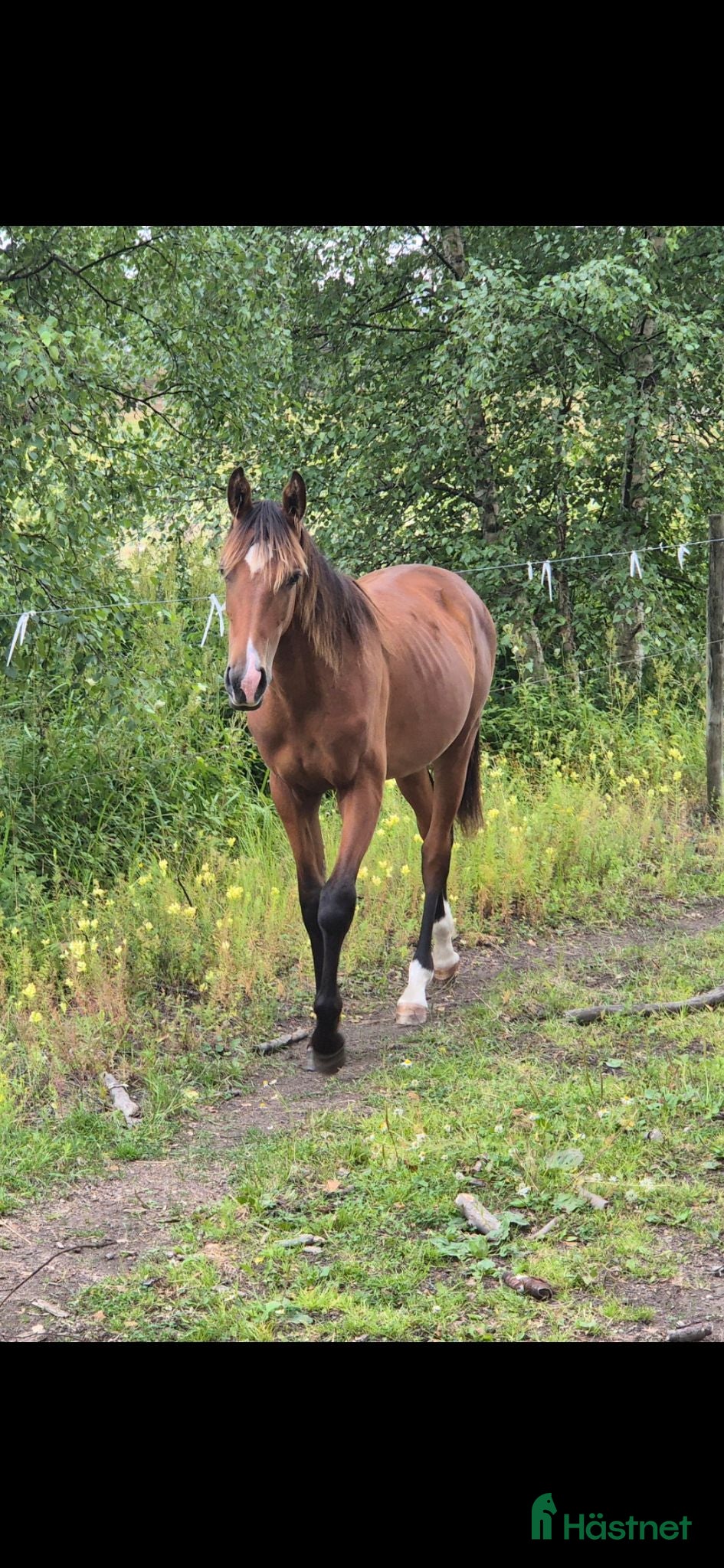  hästar 1års sto e Try me K - Annons 1