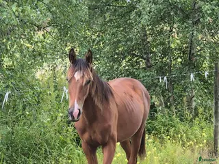 hästar 1års sto e Try me K - Annons 3