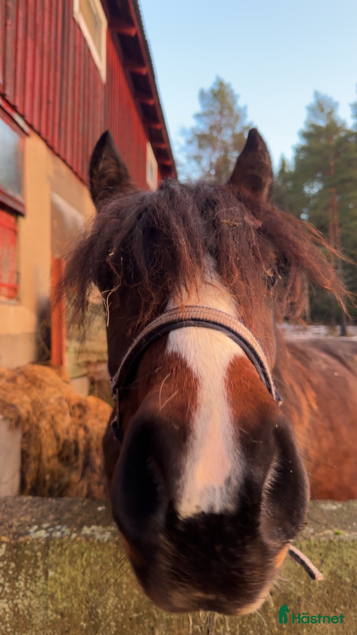  hästar Framtida travstjärna🌟 i Lövånger - Annons 7