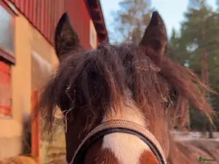 hästar Framtida travstjärna🌟 i Lövånger - Annons 7