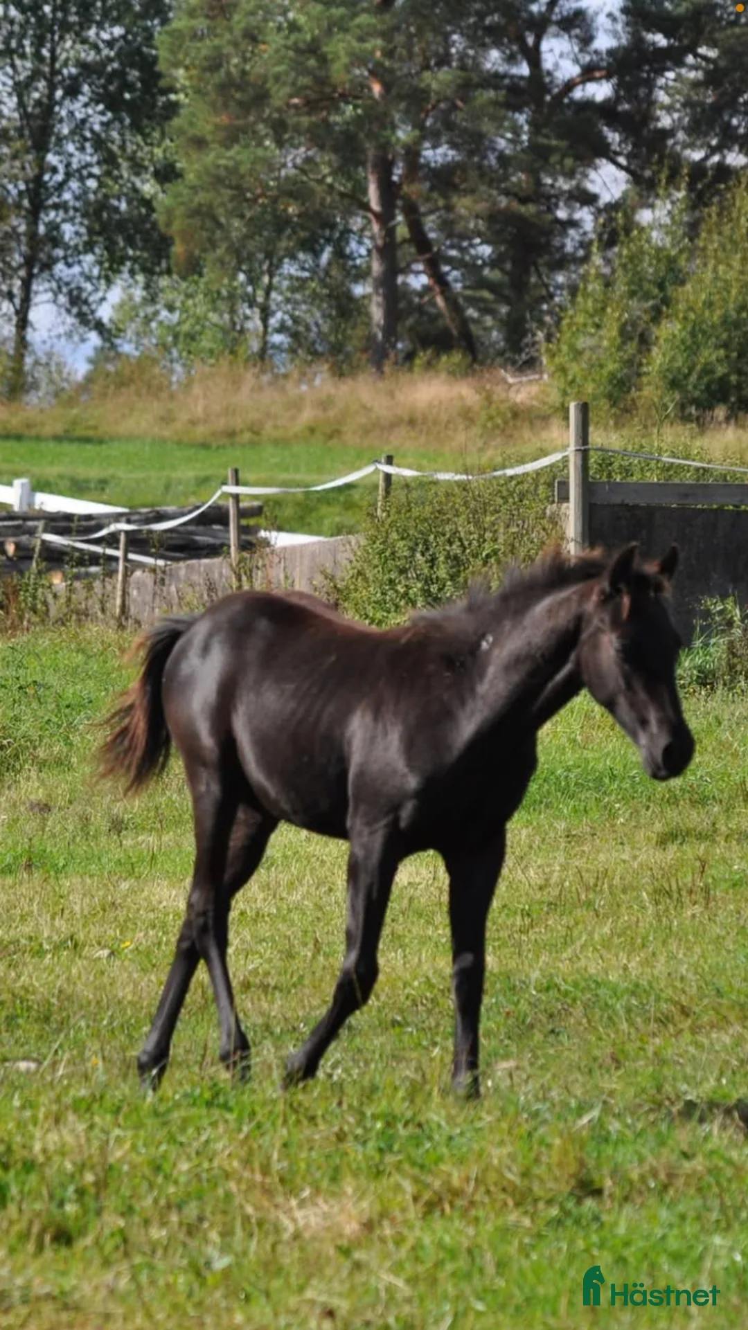 Western hästar till salu: Svarta hingsten söker nytt hem - Annons 2