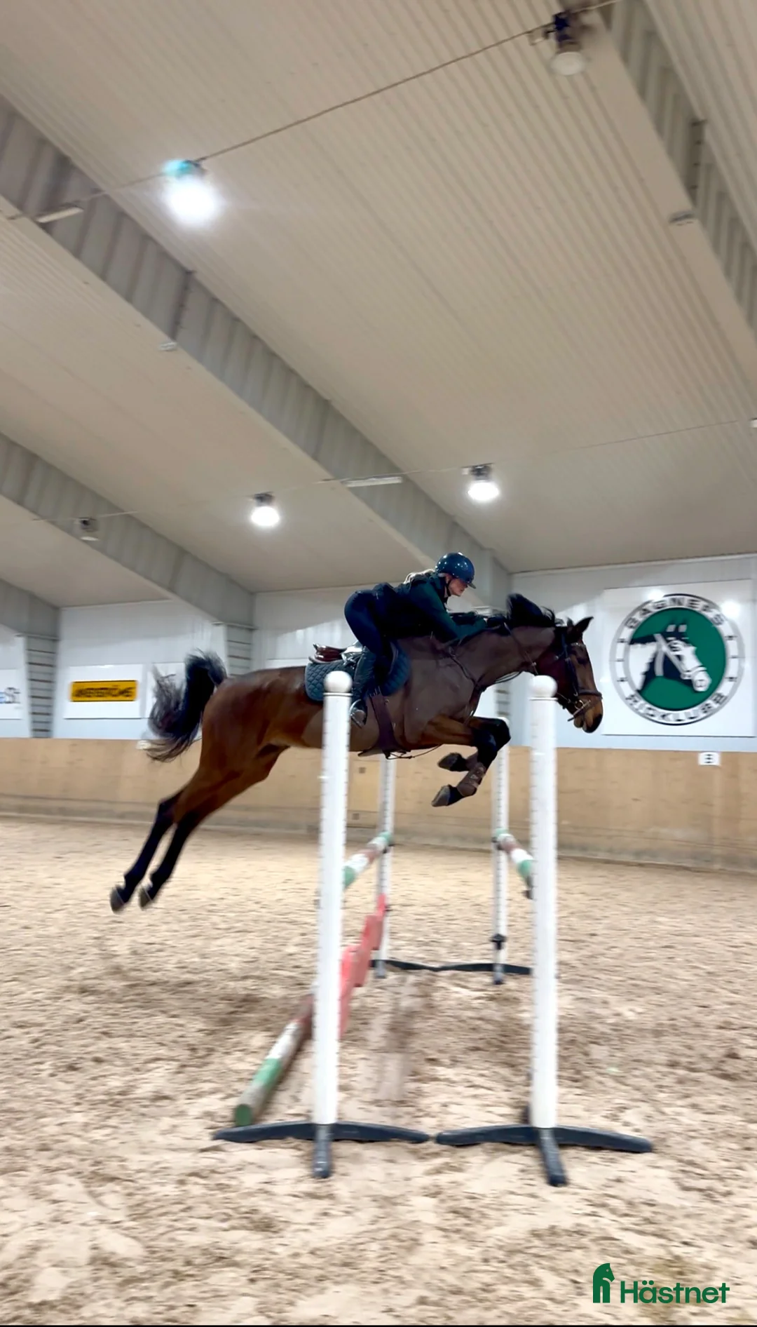 Hoppning hästar till salu: Lovande SWB-sto - Annons 3