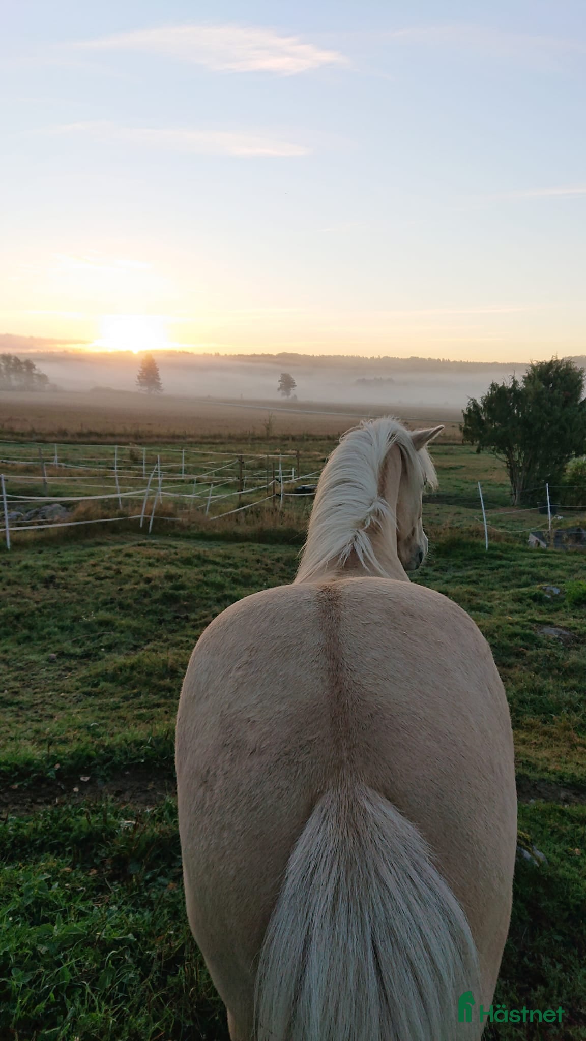  stallplats Islandsvalack Brottby - Annons 2