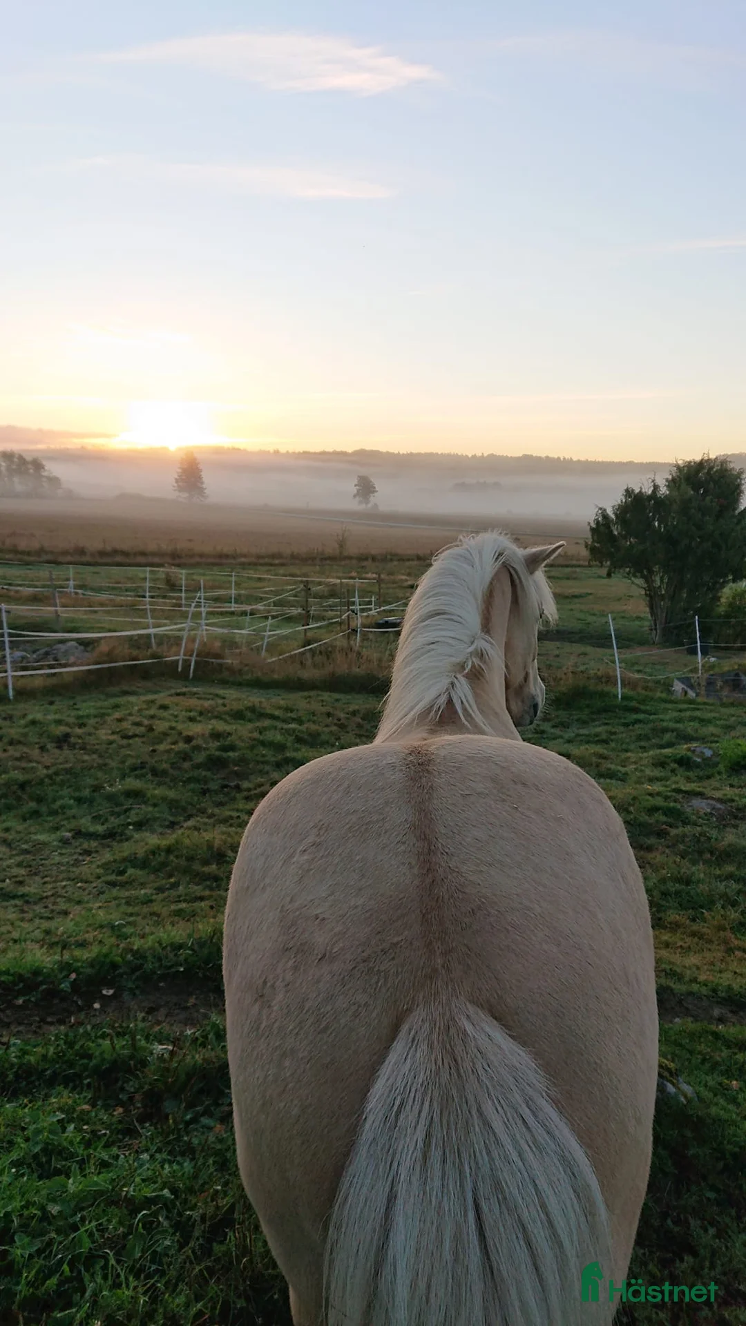  stallplats finnes: Islandsvalack Brottby - Annons 1