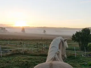 stallplats Islandsvalack Brottby - Annons 2