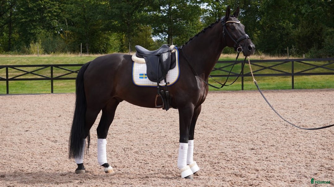 Dressyr hästar till salu: Ögonsten som vill ut och glänsa på tävlingsbanan  i Eslöv - Annons 5