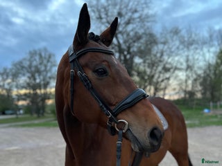 hästar i Löberöd - Annons 26