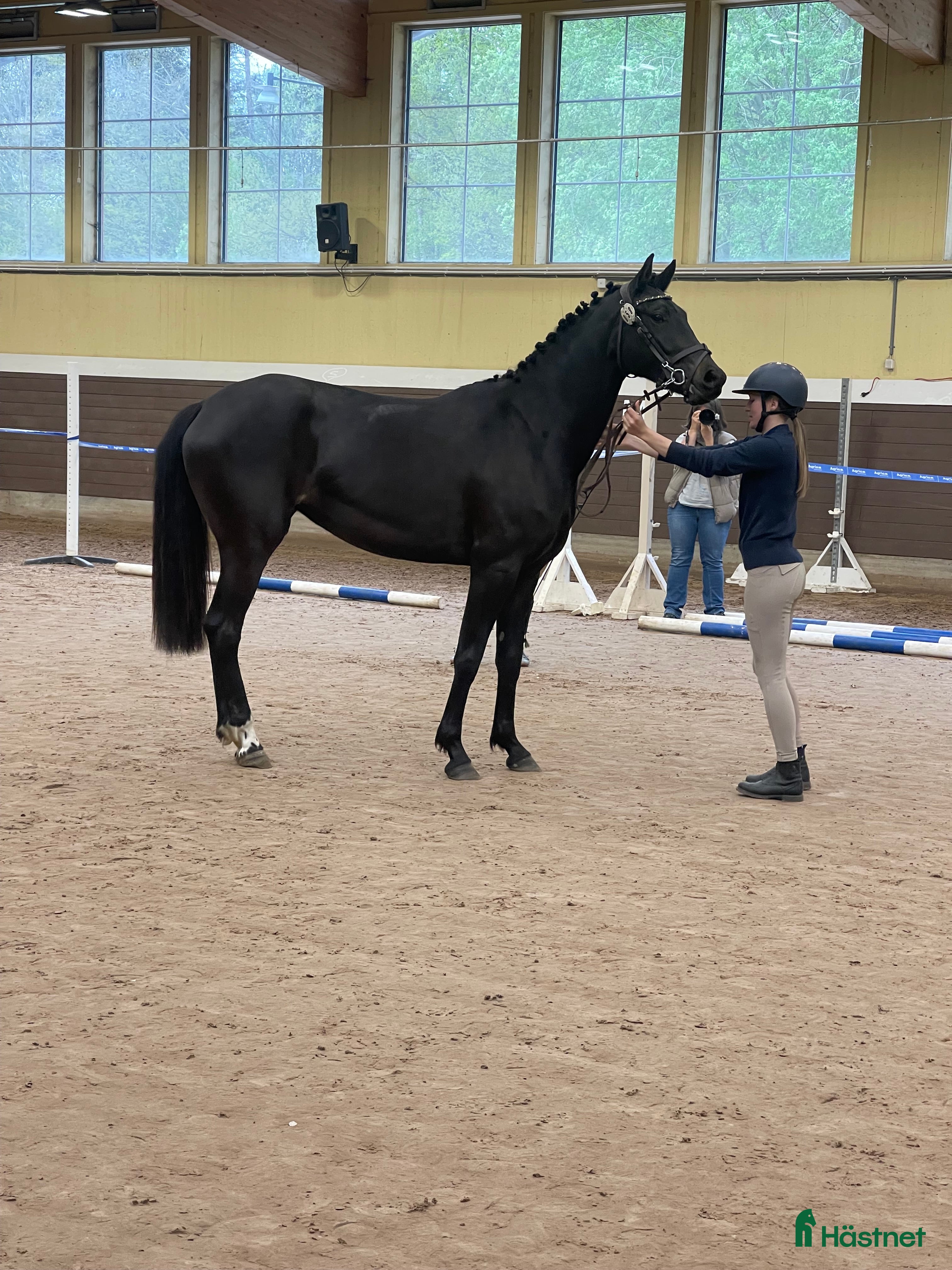  hästar  4-årigt sto blivande tävlingshäst dressyr  - Annons 9