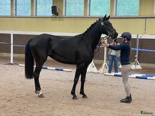 hästar 4-årigt sto blivande tävlingshäst dressyr - Annons 9