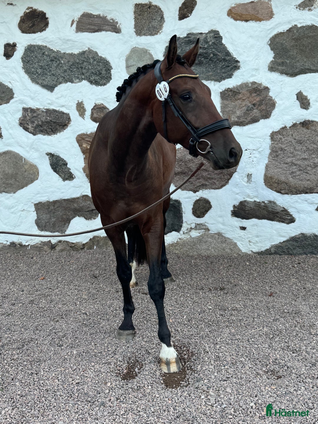 Allround hästar till salu: Kanesson RG e. Kane - en kompis för det mesta i Hallaröd - Annons 2