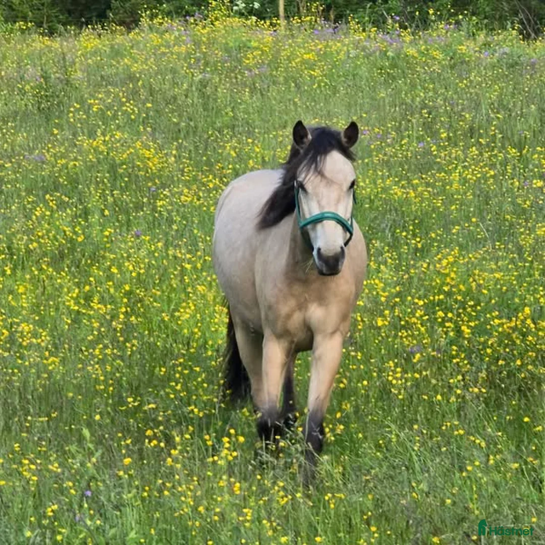 Trav hästar till salu: Bedårande gotlandruss i Backe - Annons 2