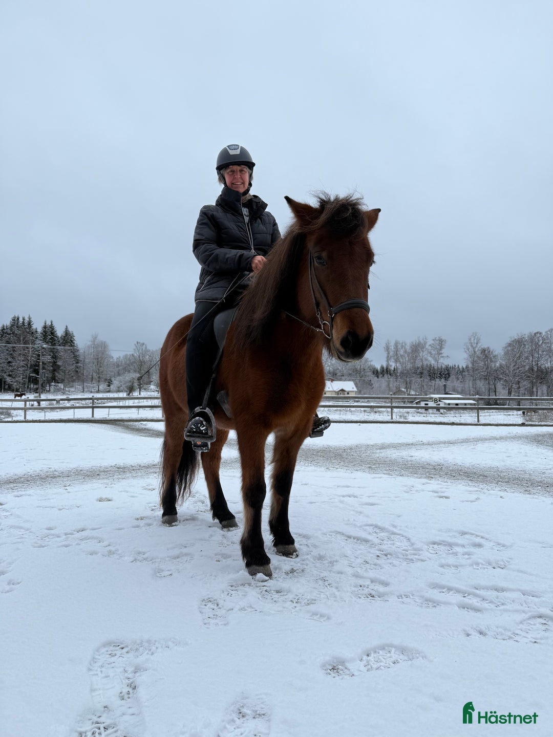 Island hästar till salu: Fint sto -21 5 bra gångarter ev byte  i Olsfors - Annons 3