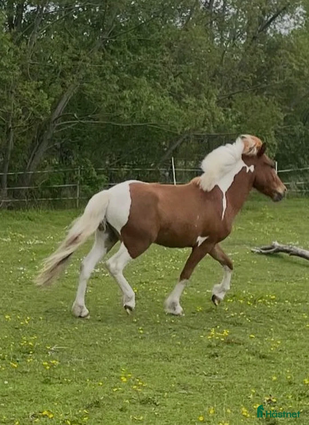 Island hästar till salu: Lovande unghäst med stor potential i Visby - Annons 2