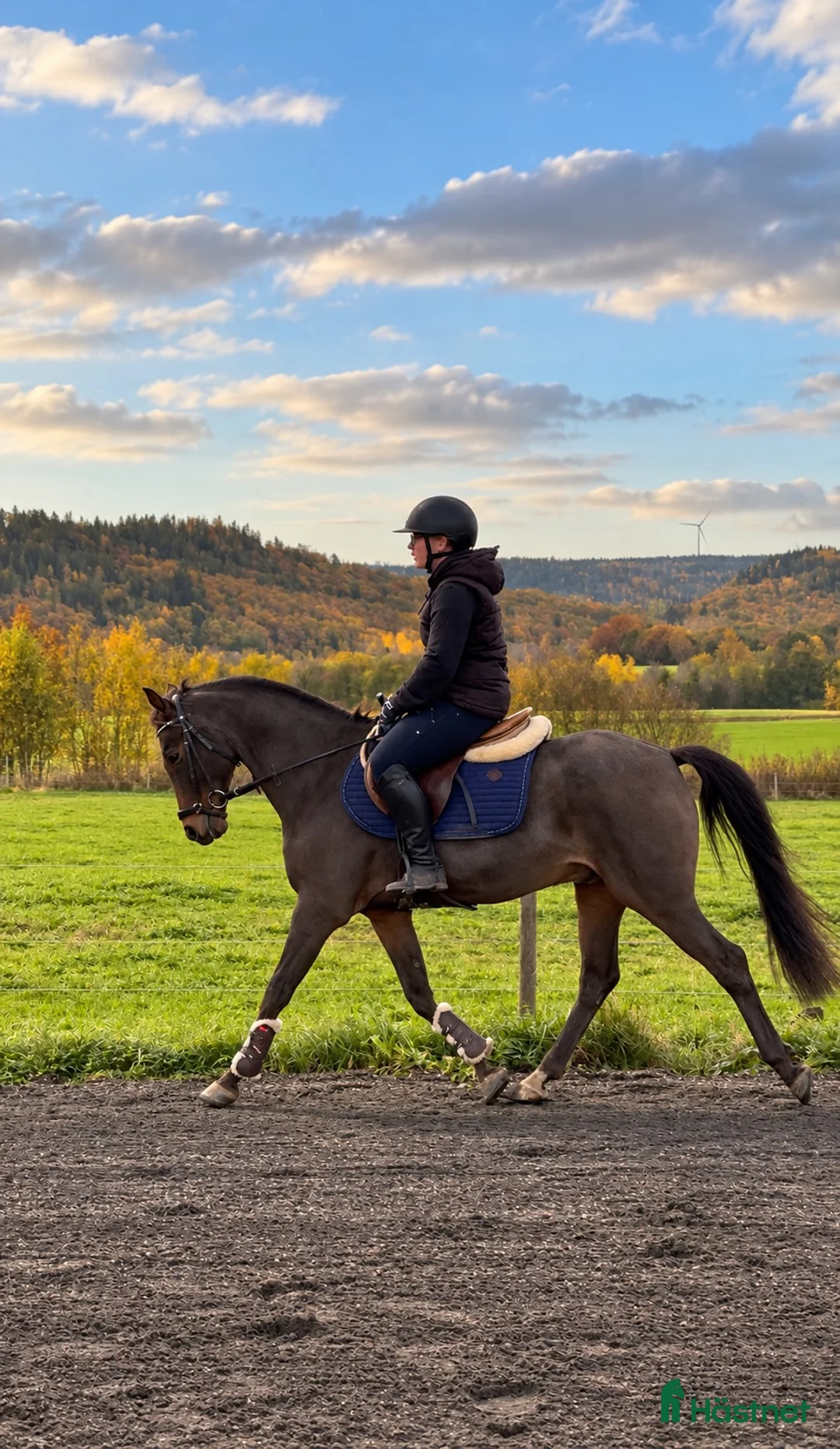 Allround hästar till salu: Läromästare av ädel modell 🌟 - Annons 1