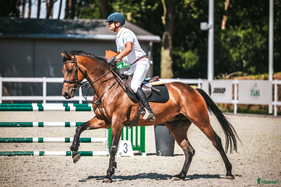 Hoppning hästar till salu: 5yo gelding by Zinedream, brother to 1.60 jumper i Malmö - Annons 5