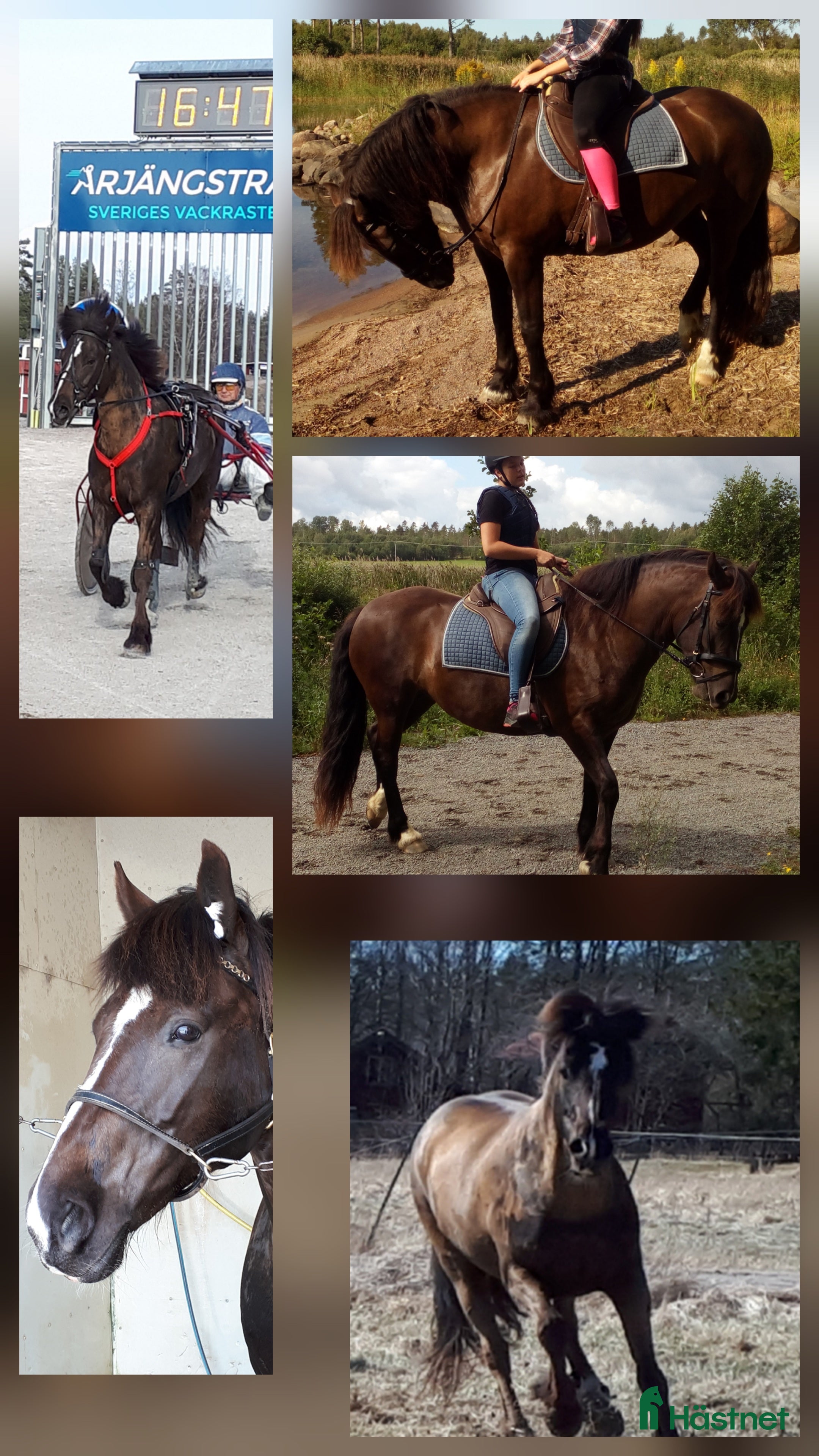  hästar Lella söker nya äventyr som skogsmulle//Avel  i Säffle - Annons 3