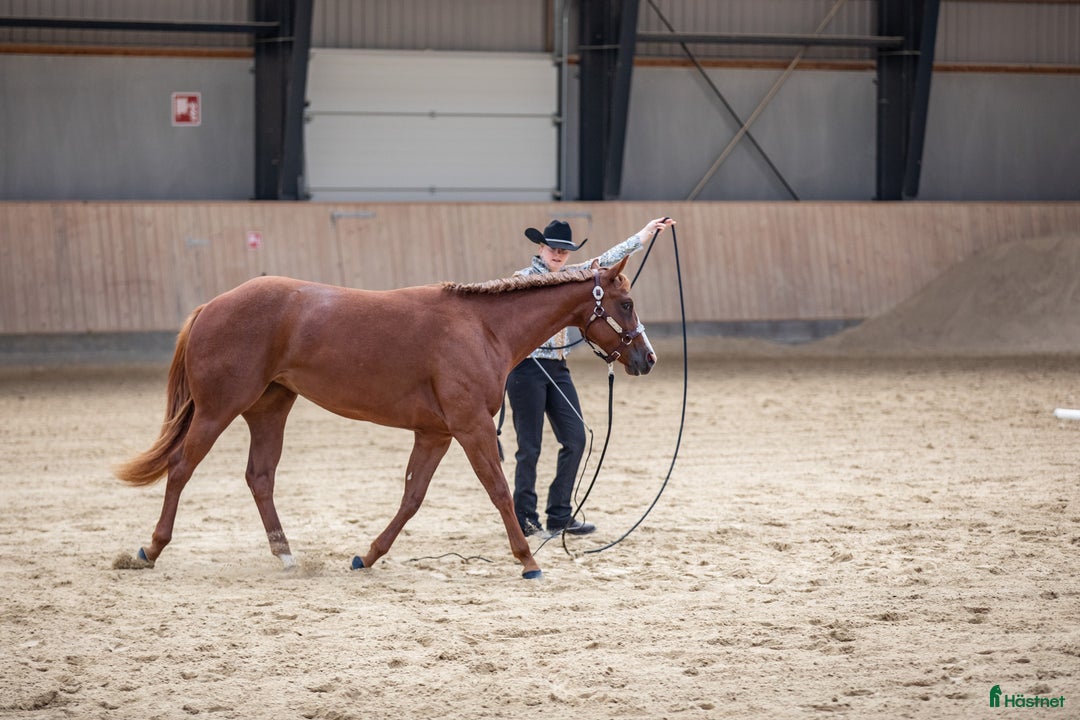 Western hästar till salu: Gångartsto quarter 6 år i Stenstorp - Annons 7