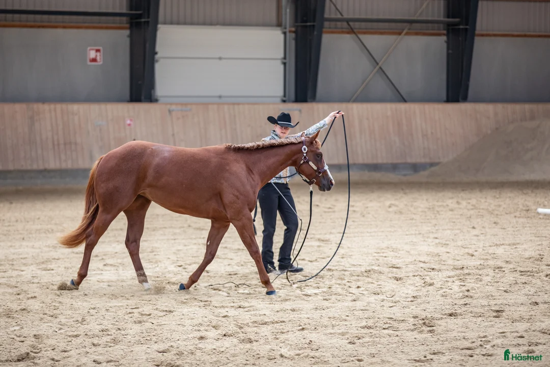 Western hästar till salu: Gångartsto quarter 6 år i Stenstorp - Annons 7
