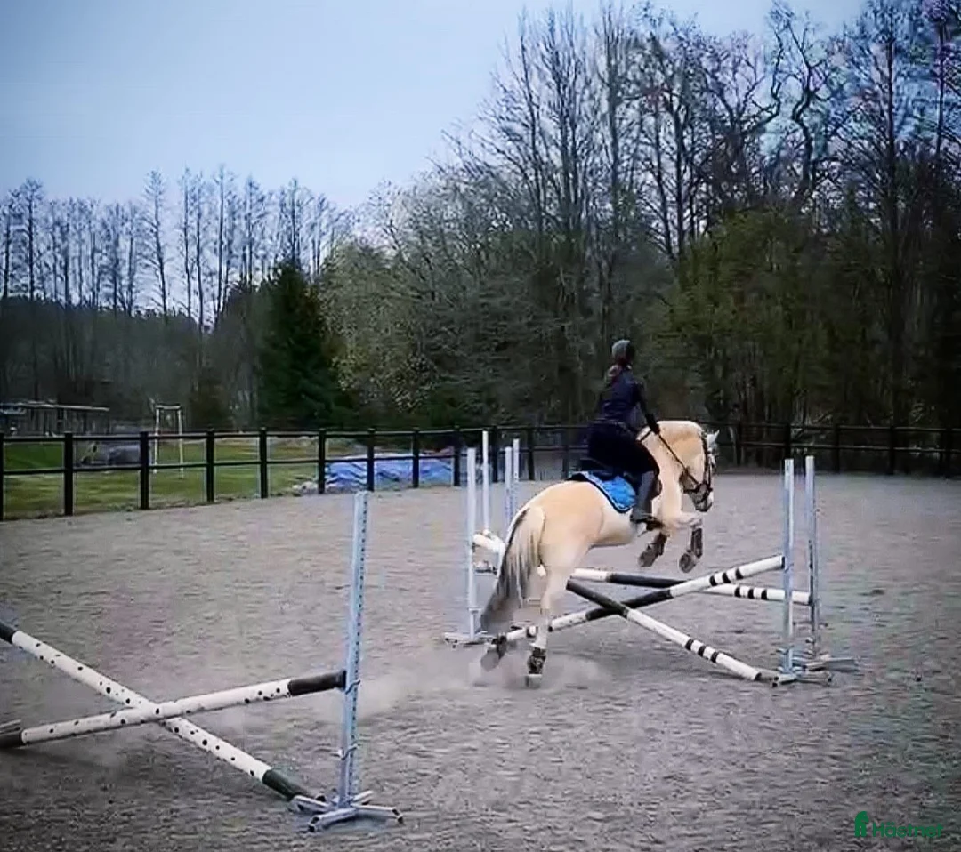  medryttarhäst finnes: Dressyr intresserad ryttare sökes till Fjording i Västerhaninge - Annons 25