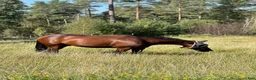  stallplats finnes: Ledig stallplats  - Annons 8