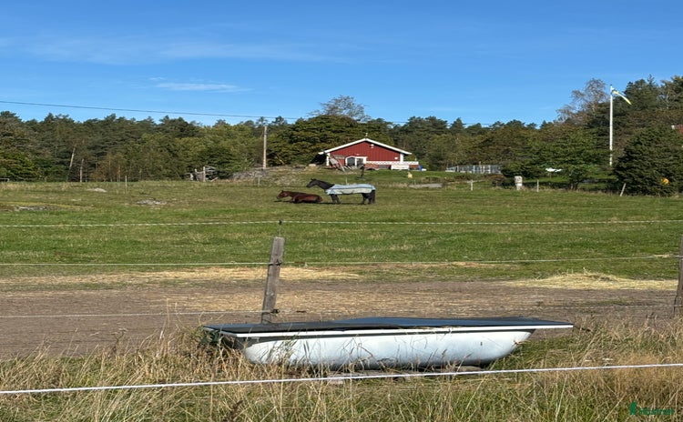  hästar i Stockholm - Annons 1