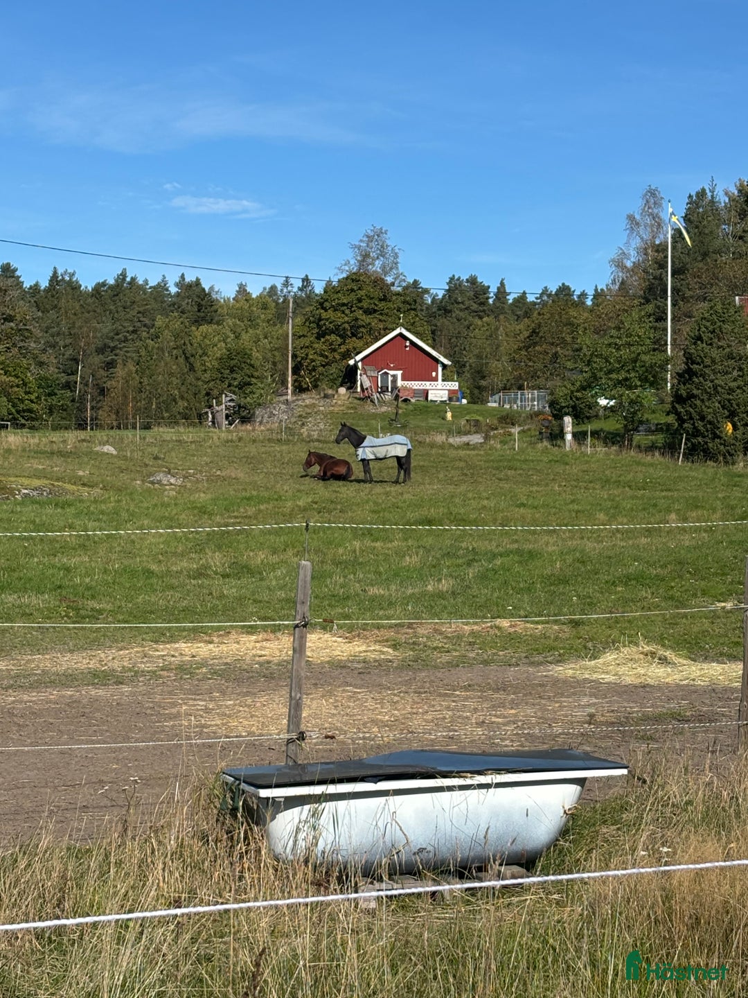 Allround hästar sökes: Bästavän sökes - Annons 1