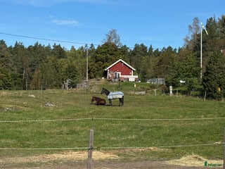 hästar Bästavän sökes i Stockholm - Annons 2
