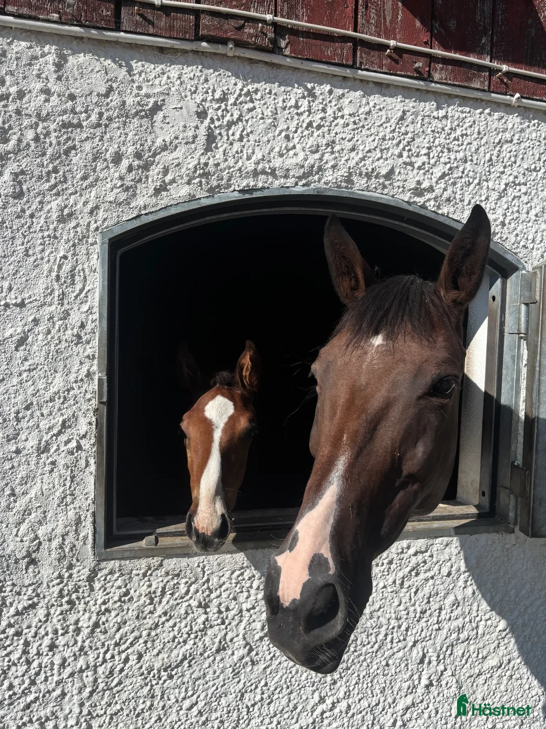  stallplats finnes: 2 lediga stallplatser i Stannum, Gråbo! 🐴 - Annons 6