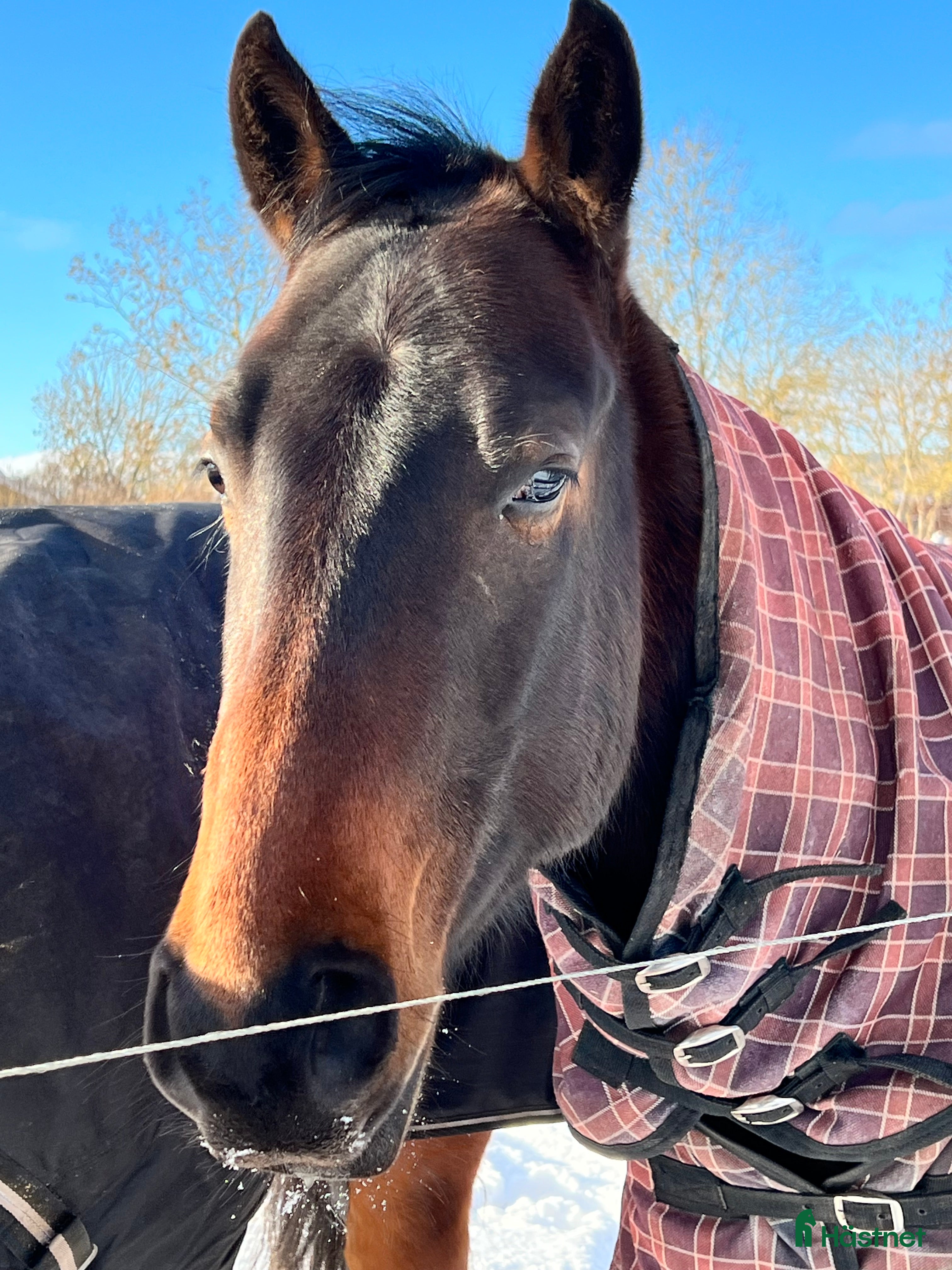  hästar Snäll quartervalack - Annons 7