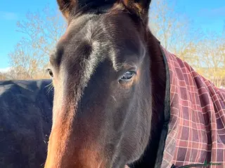 hästar Snäll quartervalack - Annons 7