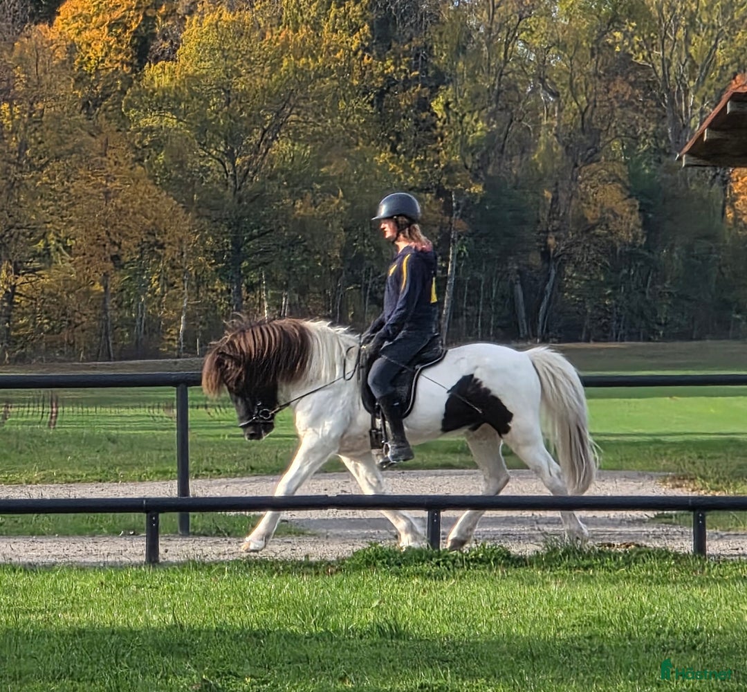 Island hästar till salu: Jupiter från Ishant i Skänninge - Annons 4