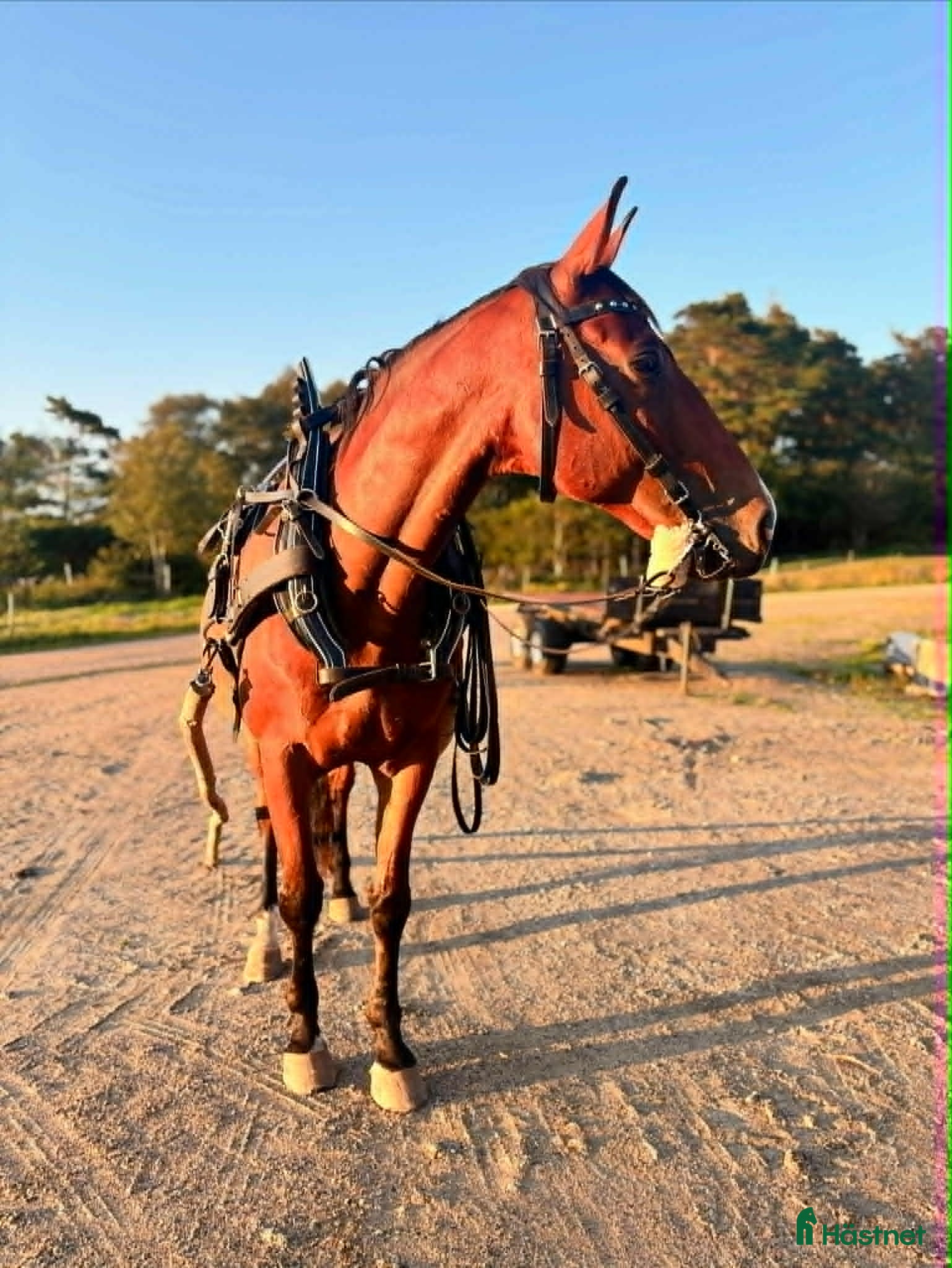  hästar Stor och snäll - Annons 2
