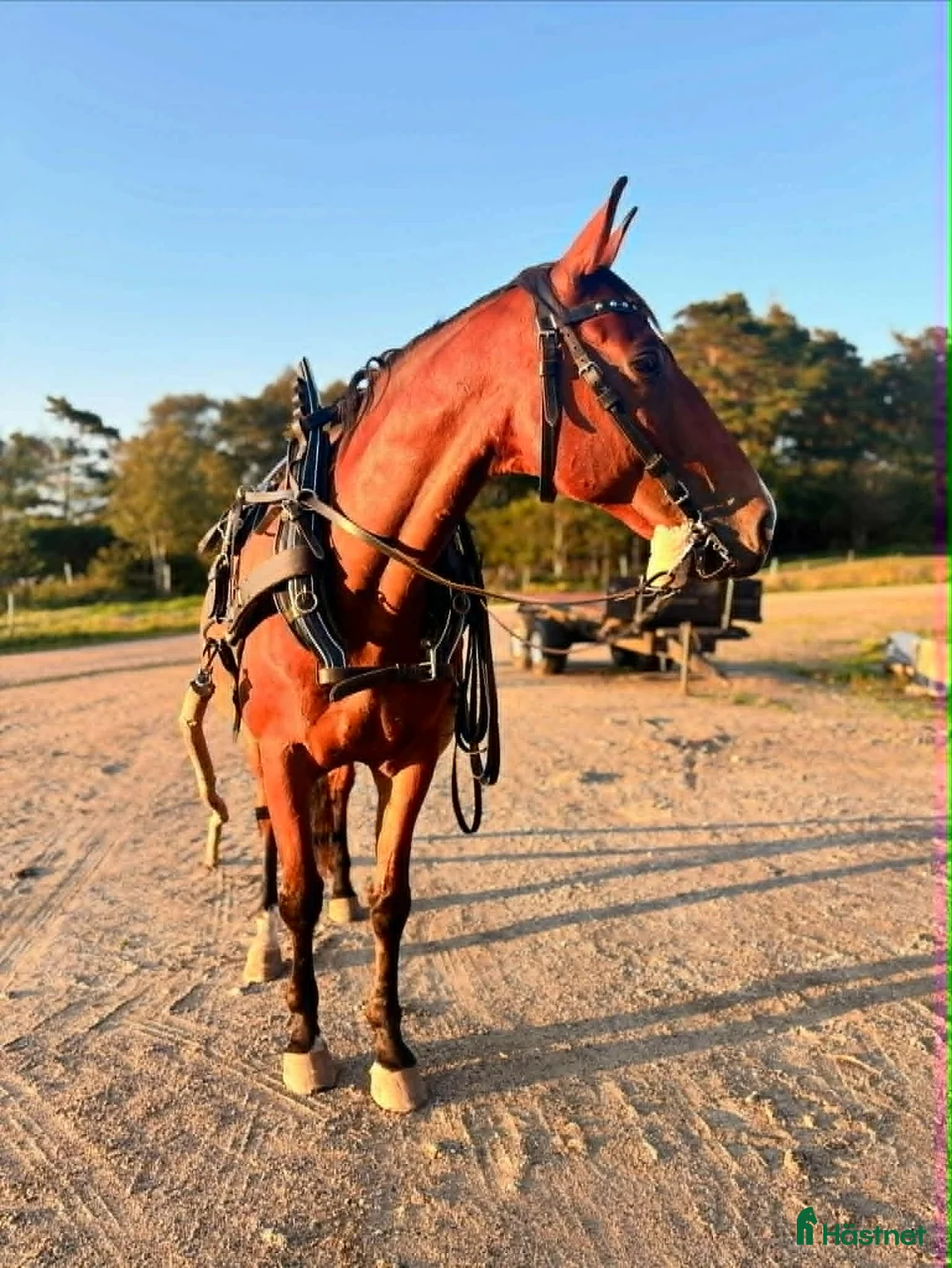 Allround hästar till salu: Stor och snäll - Annons 2