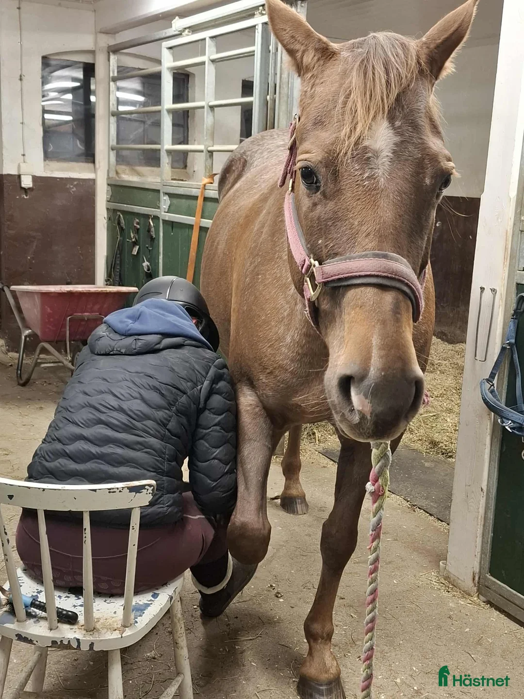 Allround hästar till salu: Trevligt Appaloosa sto i Sävsjö - Annons 9