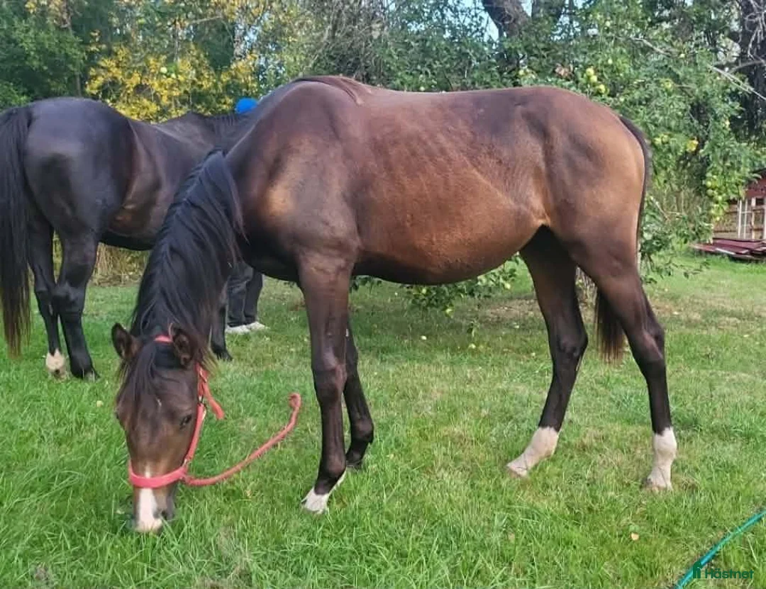 Allround hästar till salu: Lyxig blivande allround-häst i Kil - Annons 3